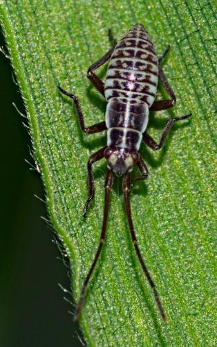 Réf. 322 313 : Leptopterna dolabrata